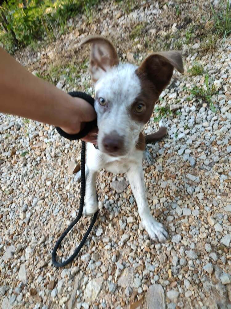 Luna - Terrier