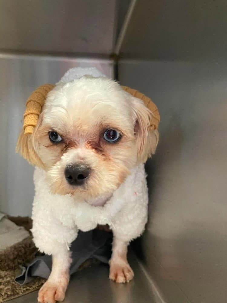 Mo Jasper - Shih Tzu