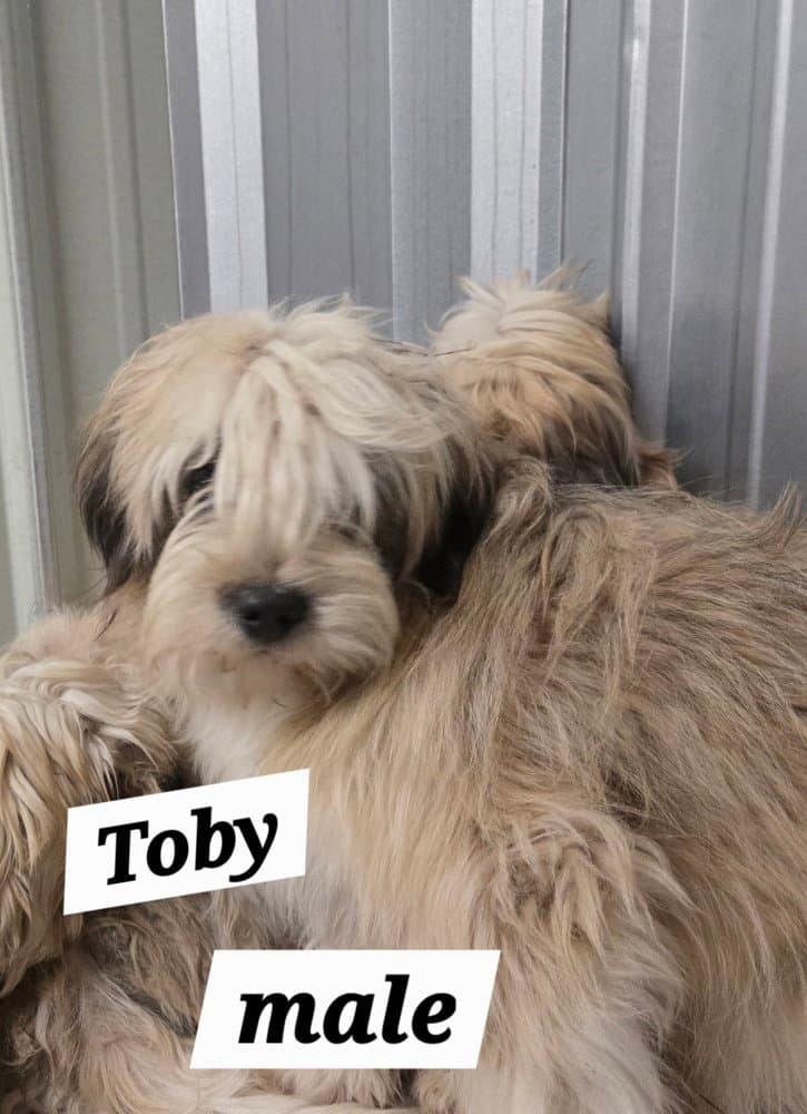 Mo Toby - Shih Tzu
