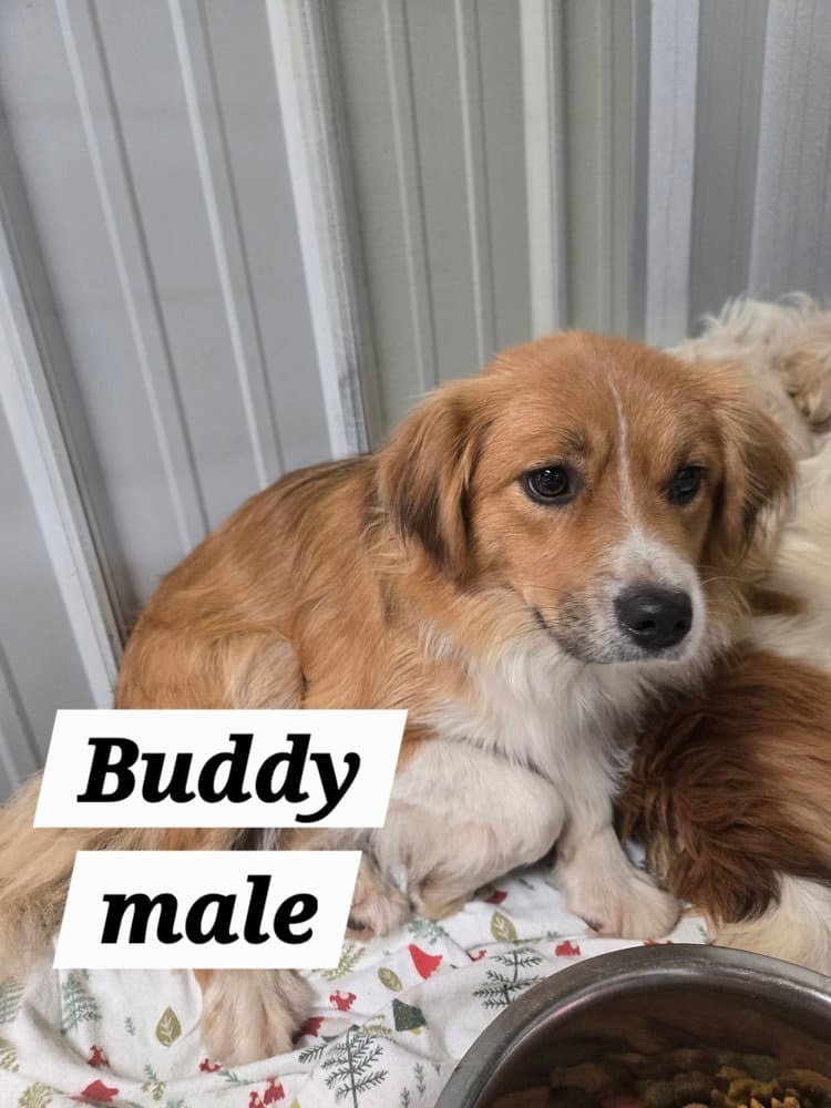 Mo Buddy - Cavalier King Charles Spaniel