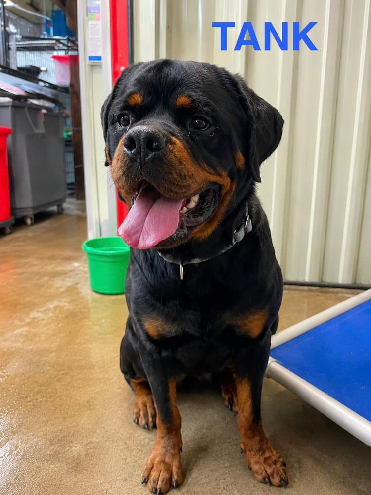 Tank - Rottweiler