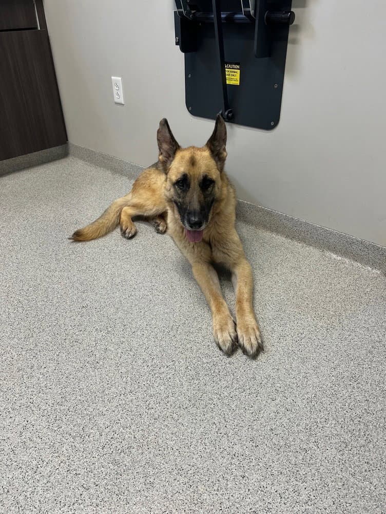 Ace - German Shepherd Dog