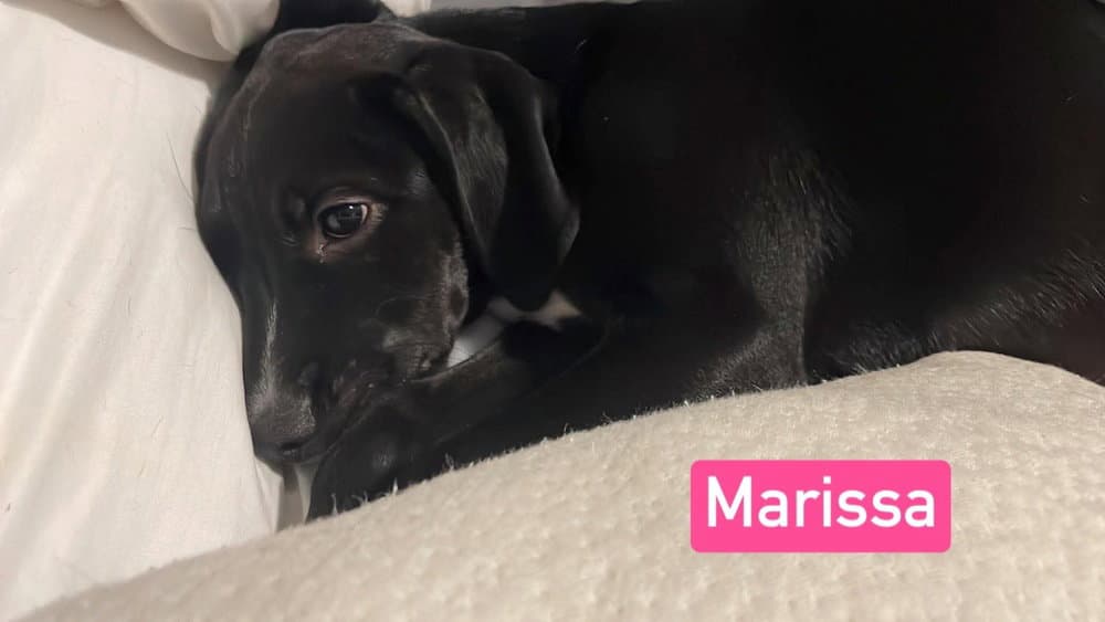 No Marissa - Labrador Retriever
