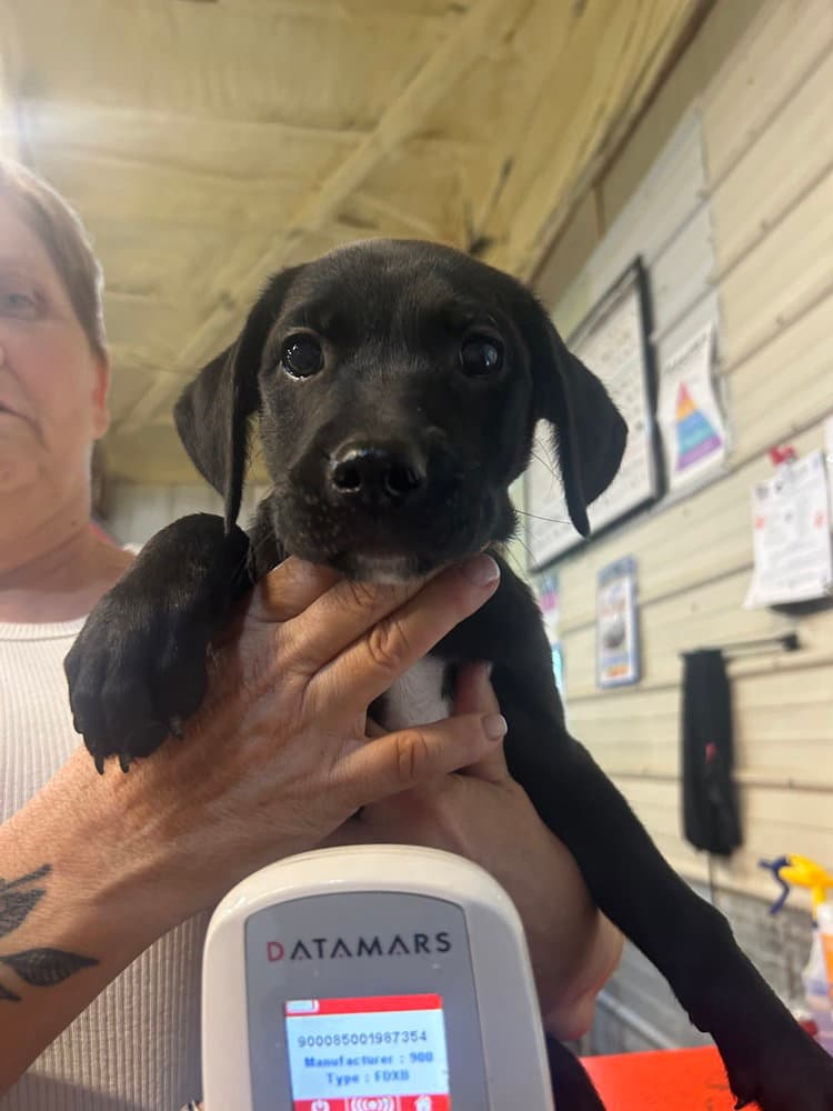 No Kay - Labrador Retriever