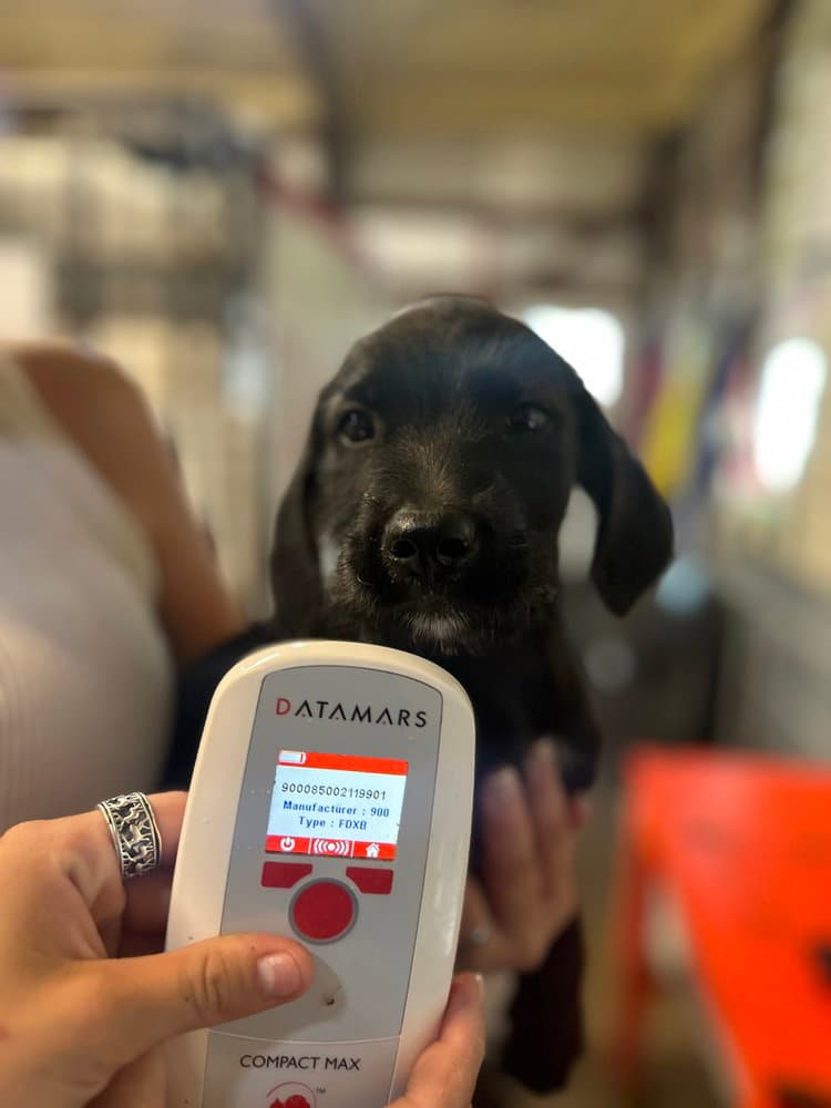 No Kevin - Labrador Retriever