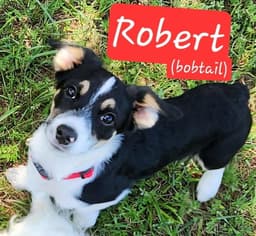 T Robert image 1