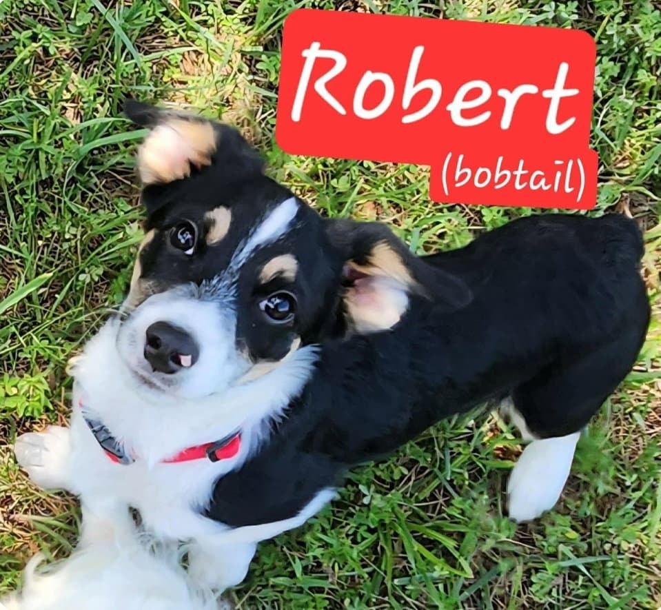 T Robert