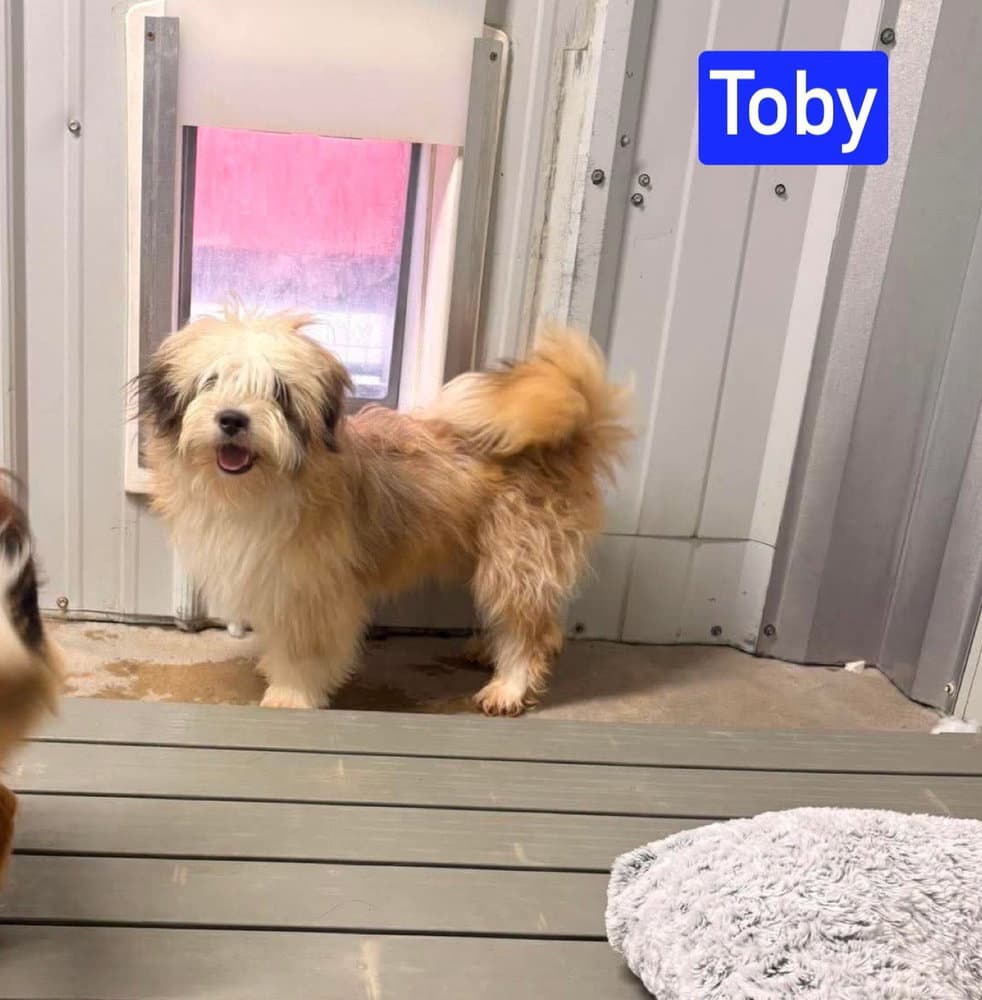 Mo Toby - Shih Tzu