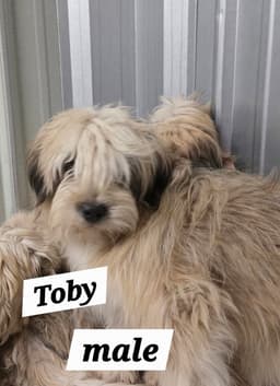 Mo Toby image 3