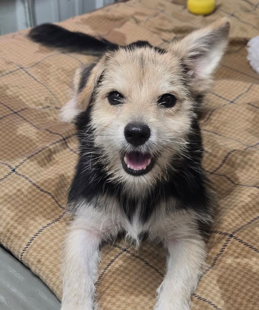 Ml Cotton Candy - Terrier