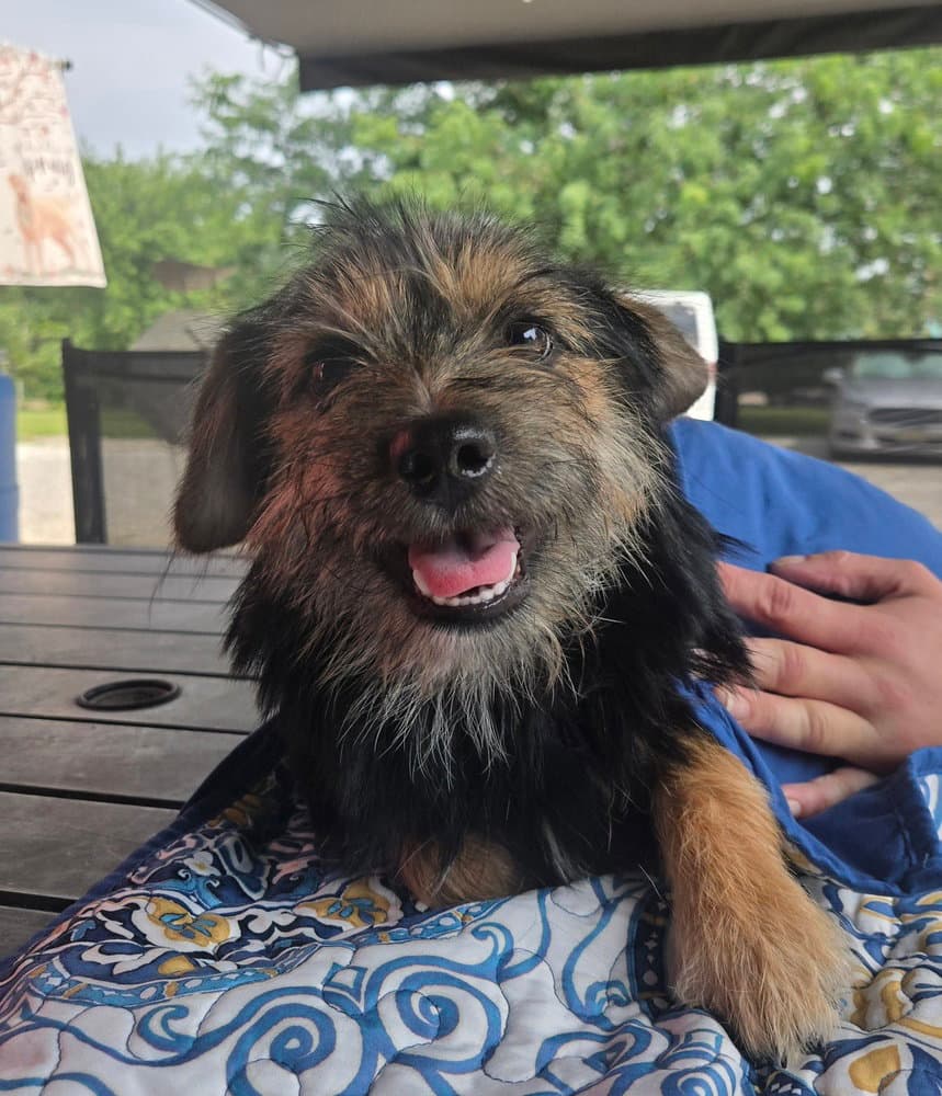 Ml Snickers - Terrier