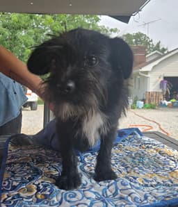 Ml Oreo image 1