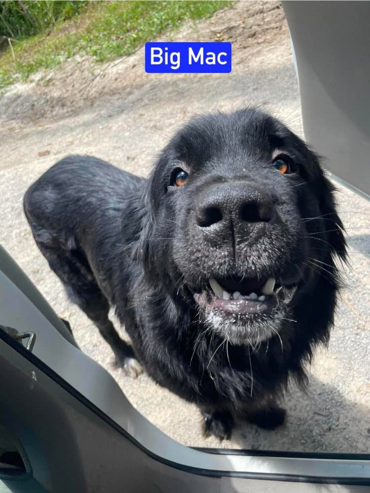 Big Mac - Newfoundland Dog
