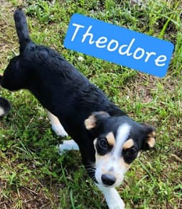 T Theodore image 2