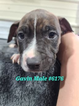 Mora - Gavin image 4