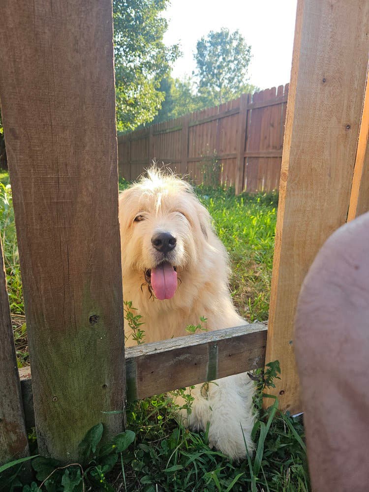 Grizzly - Great Pyrenees