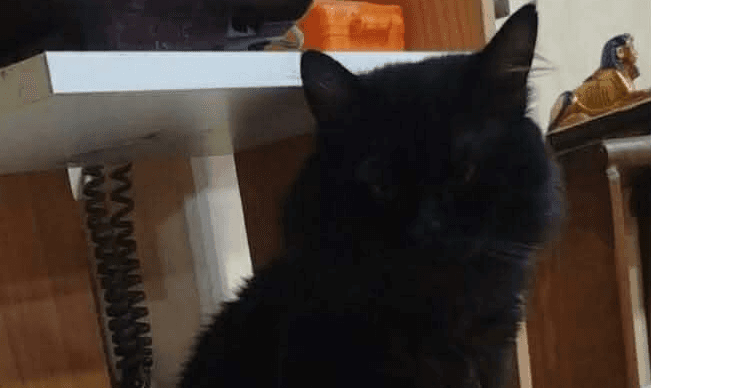 Luca - Persian