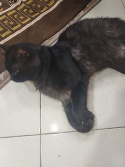 Luca image 2
