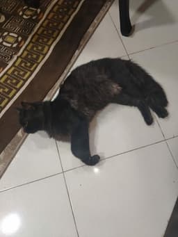 Luca image 3