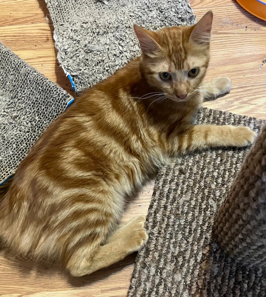 Hamsa - Egyptian Mau