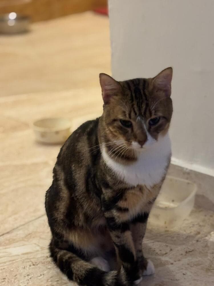 Tiger - Egyptian Mau