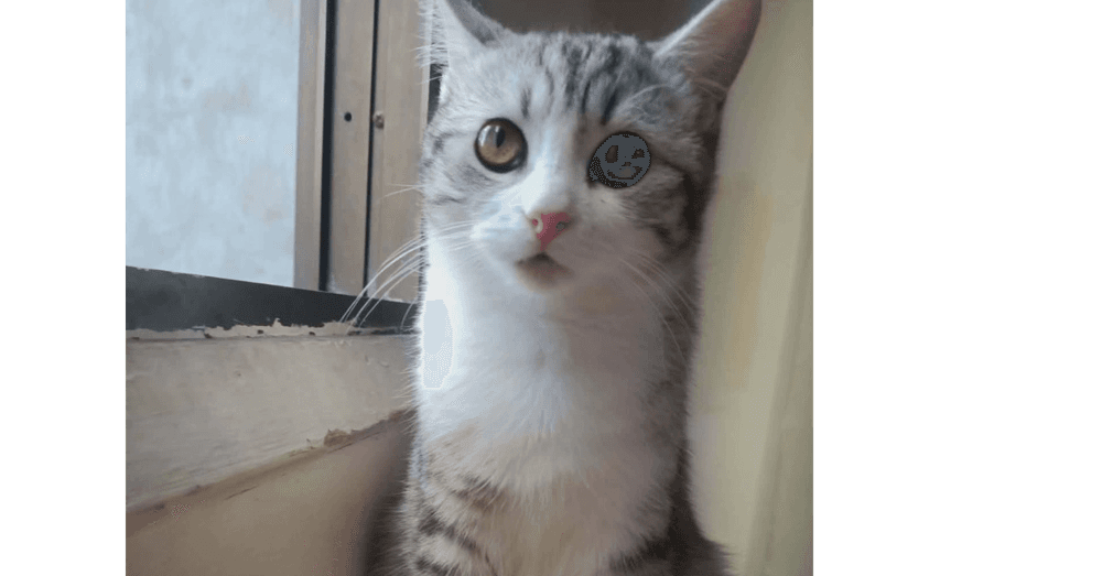 Nano - Egyptian Mau