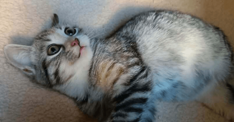 Nour - Egyptian Mau