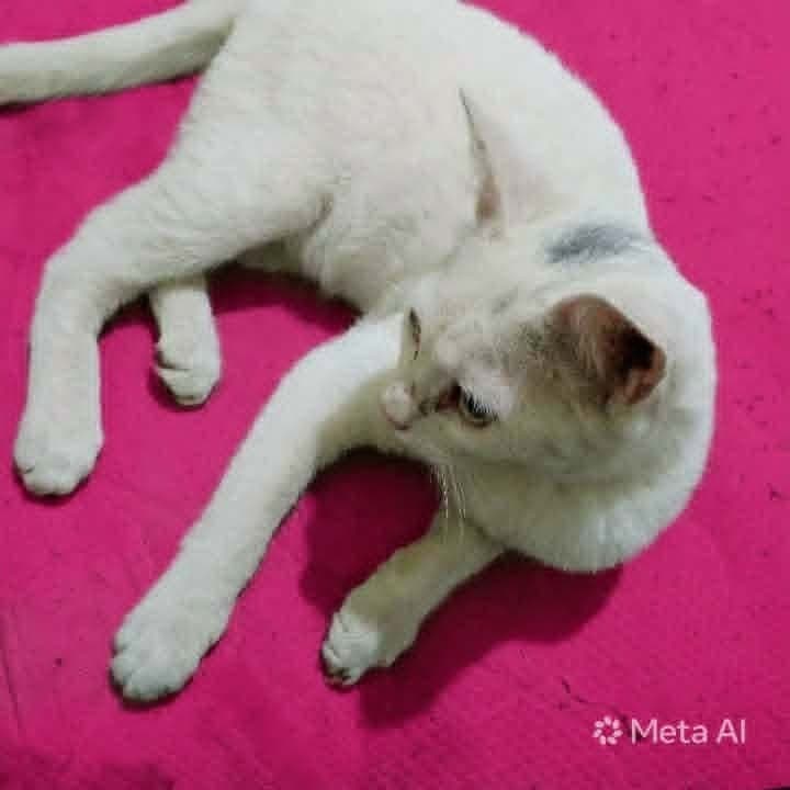 Sahlab - Exotic Shorthair