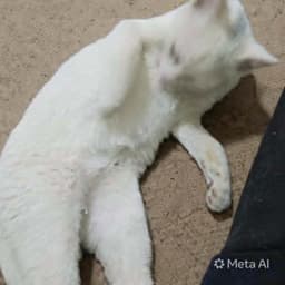 Sahlab image 2