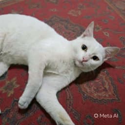 Sahlab image 3