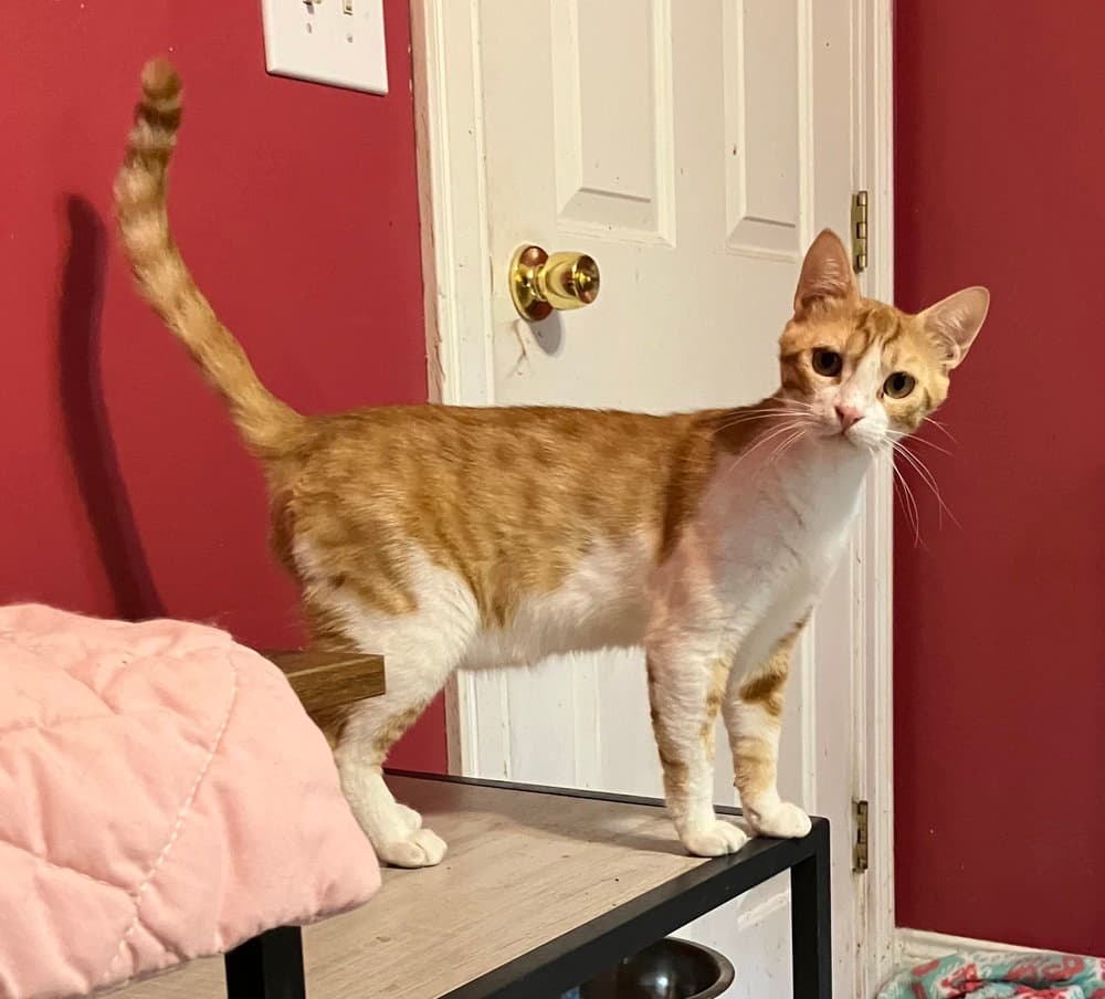 Kajou - Egyptian Mau