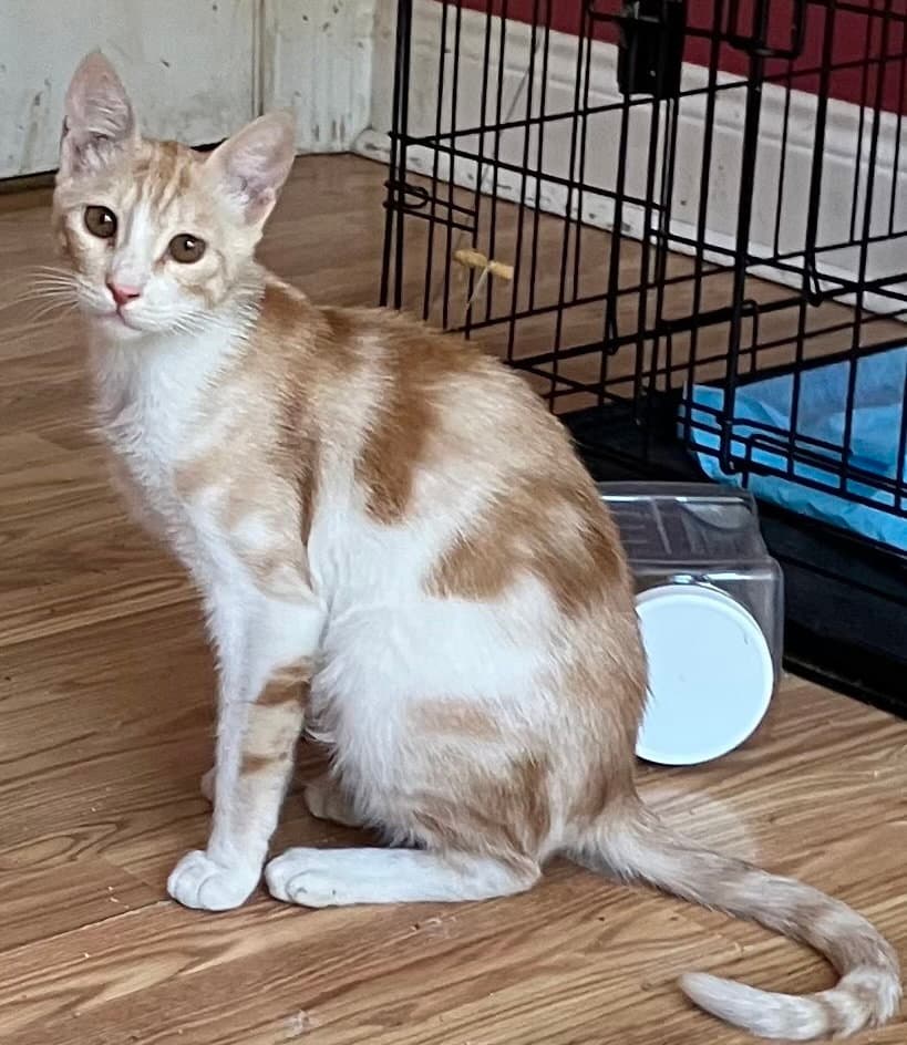Kalala - Egyptian Mau