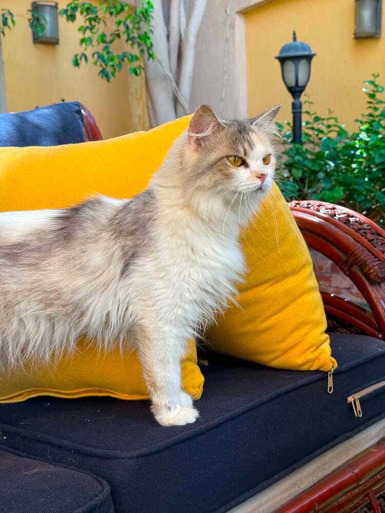 Esmeralda - Persian
