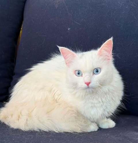 Giselle - Turkish Angora