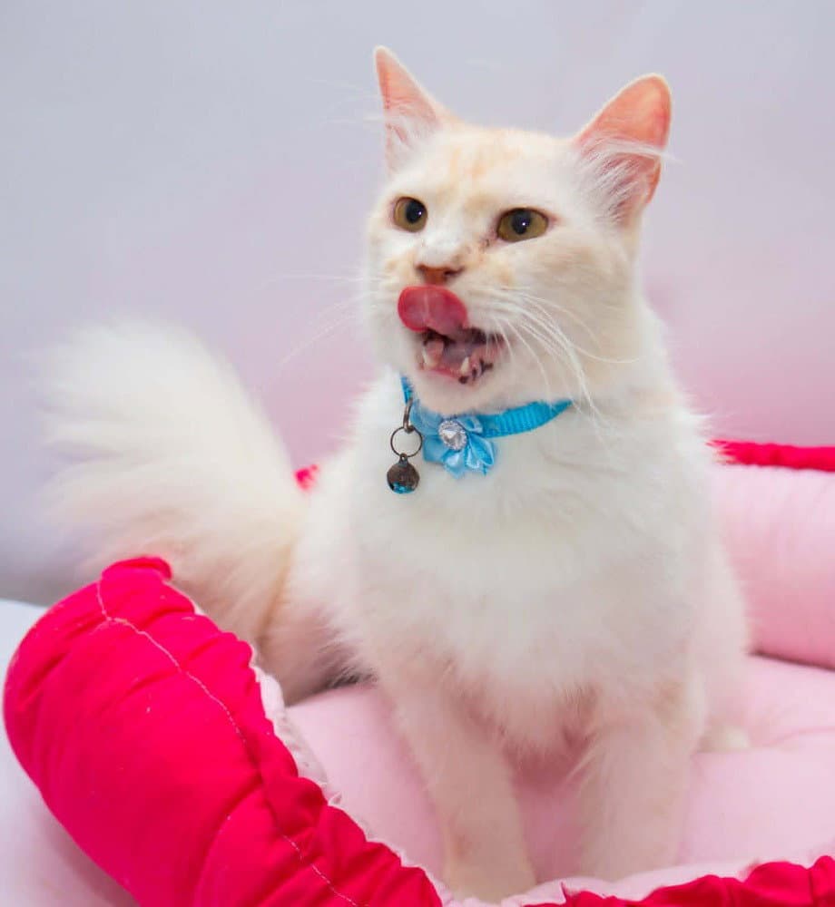 Leo - Persian