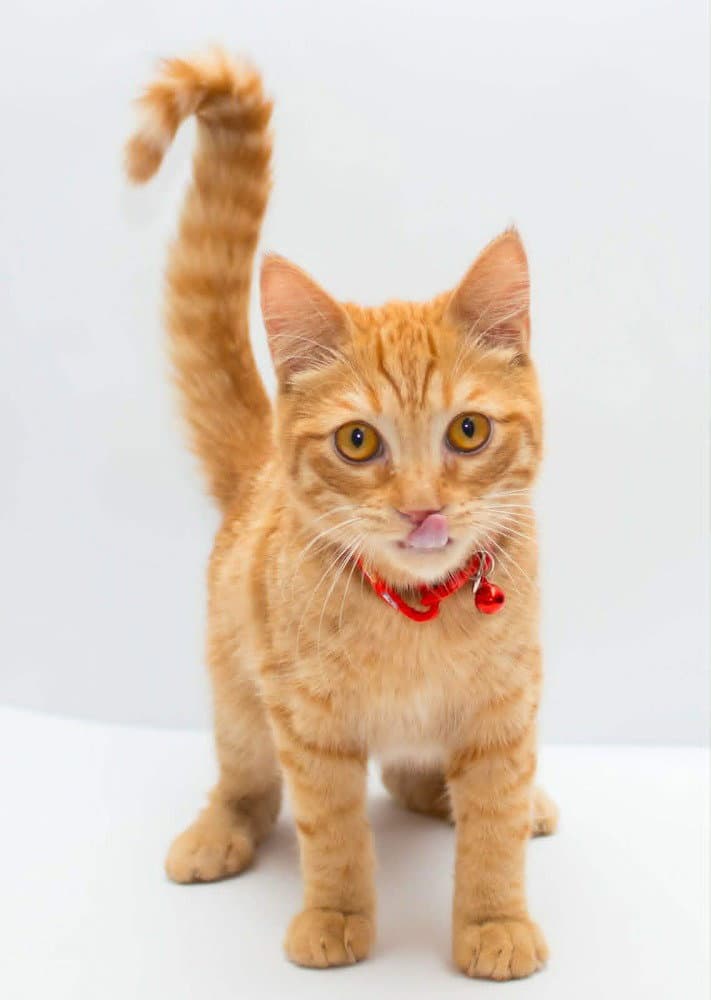 Milo - Egyptian Mau