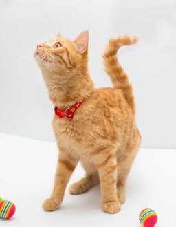 Milo image 3