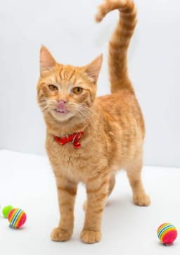 Milo image 4
