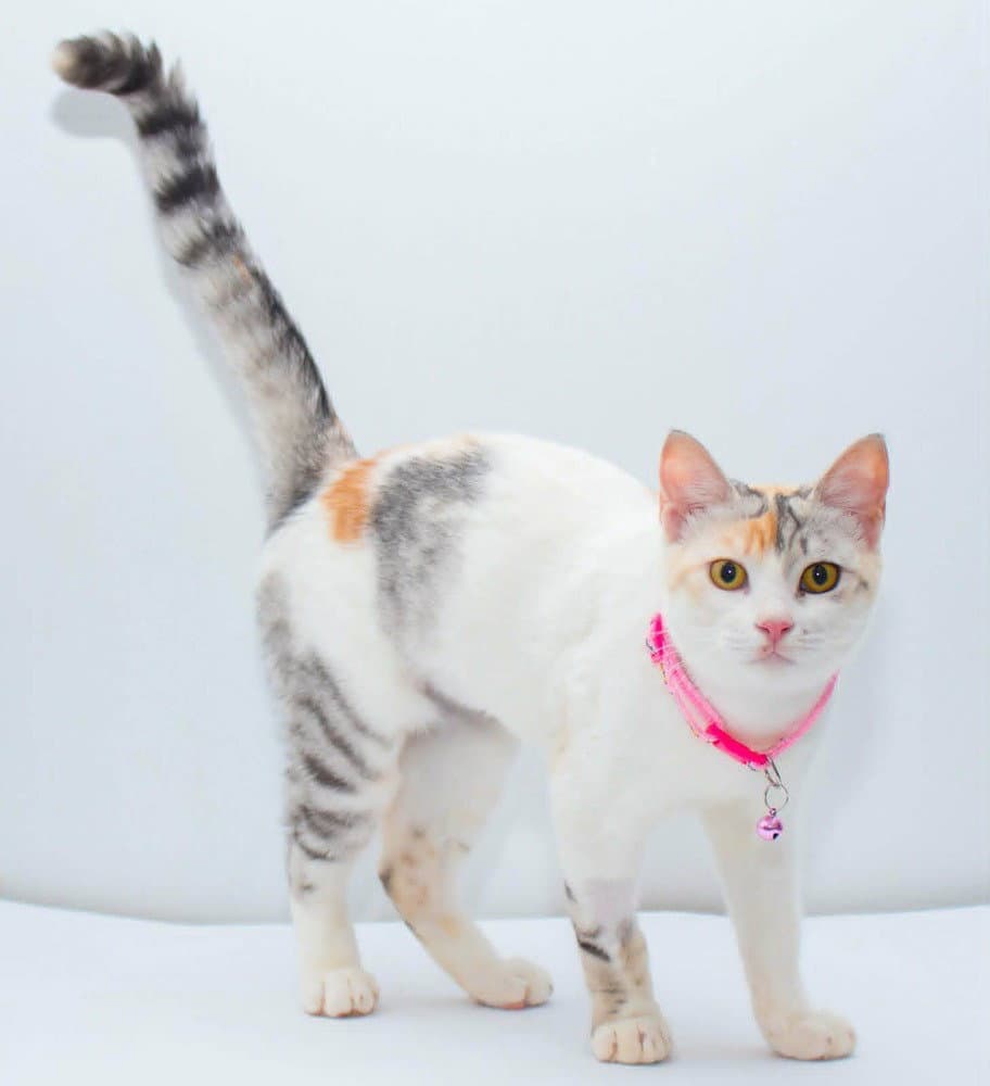 Seniorita - Persian