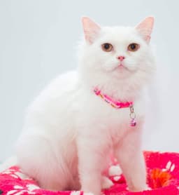 Pearl image 1