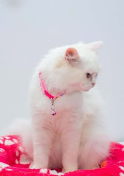 Pearl image 3