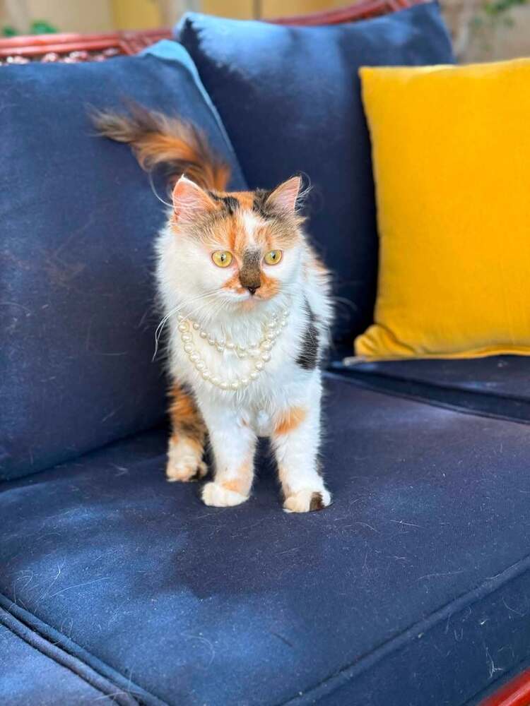 Camilla - Persian