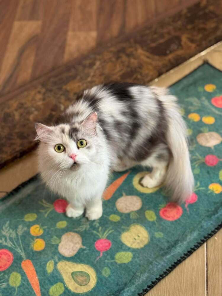 Gerda - Persian