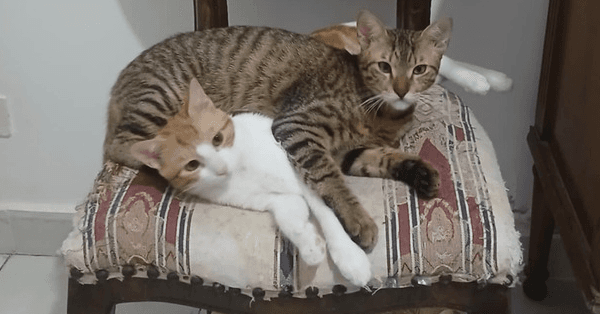 Azizi - Egyptian Mau