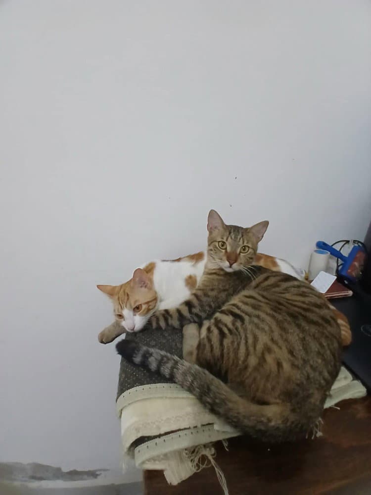 Ausar - Egyptian Mau