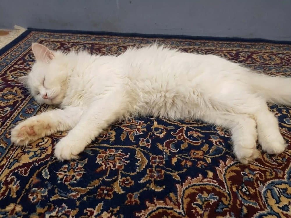 Snow White - Persian
