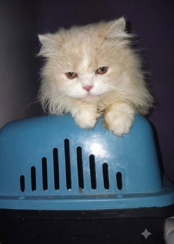Loka - Persian
