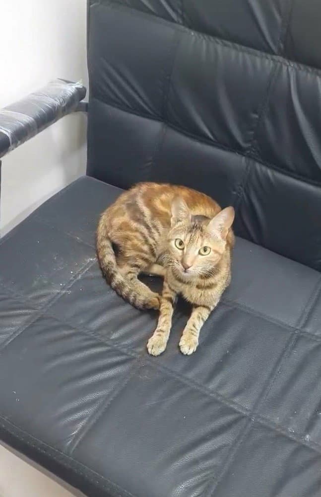 Toty - Egyptian Mau