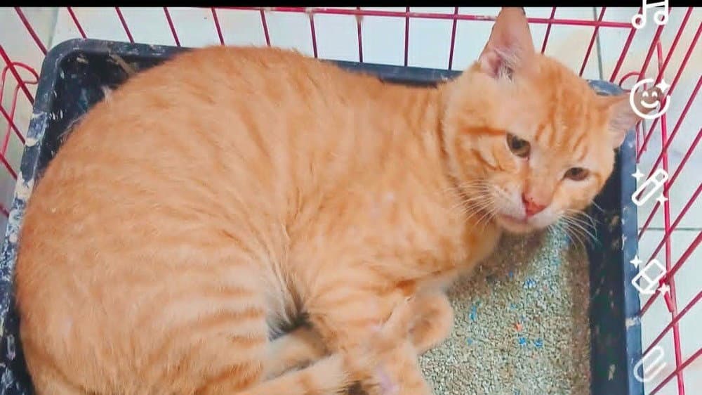 Simba - Egyptian Mau