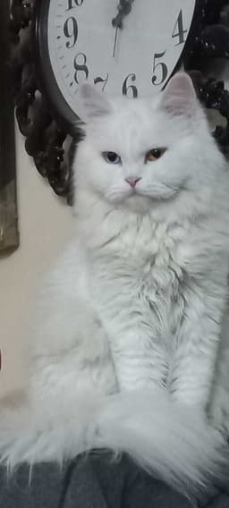 Dolly image 2